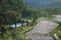 jampit-coffee-plantation-63