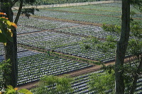 jampit-coffee-plantation-64
