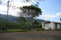 jampit-coffee-plantation-65