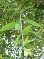 jampit-coffee-plantation-66