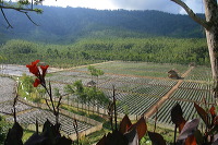 jampit-coffee-plantation-67