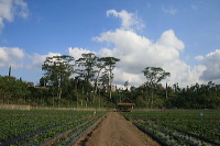 jampit-coffee-plantation-69