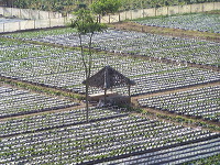 jampit-coffee-plantation-70