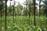 jampit-coffee-plantation-71