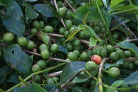 jampit-coffee-plantation-72