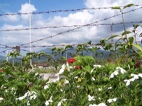 jampit-coffee-plantation-74