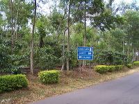 jampit-coffee-plantation-76
