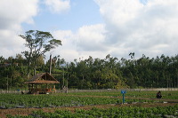 jampit-coffee-plantation-78