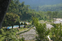 jampit-coffee-plantation-79