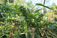 jampit-coffee-plantation-81