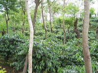 jampit-coffee-plantation-83