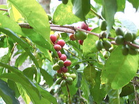 jampit-coffee-plantation-84
