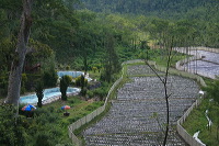 jampit-coffee-plantation-87