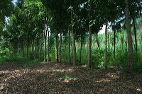 jampit-coffee-plantation-88