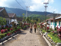 jampit-coffee-plantation-89