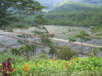 jampit-coffee-plantation-92