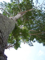 jampit-coffee-plantation-97