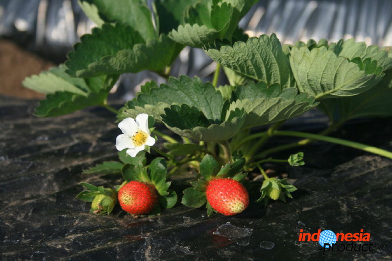 jampit-coffee-plant_1f83e3b.jpg