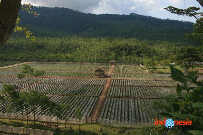 jampit-coffee-plant_1f83e3c.jpg