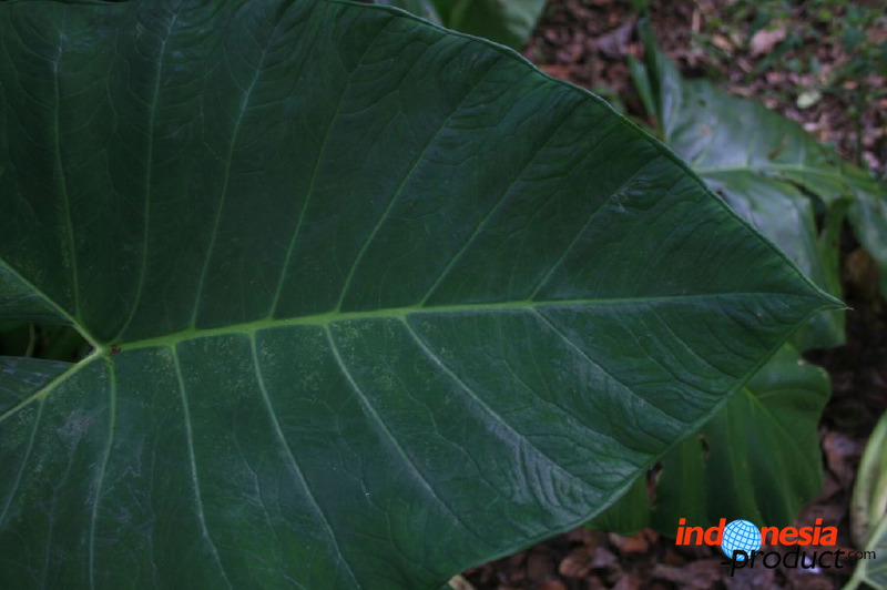 jampit-coffee-plant_1f83e3e.jpg