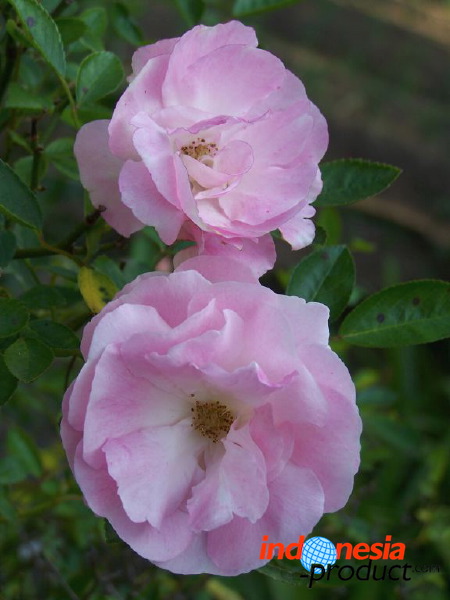 jampit-coffee-plant_1f83e3f.jpg