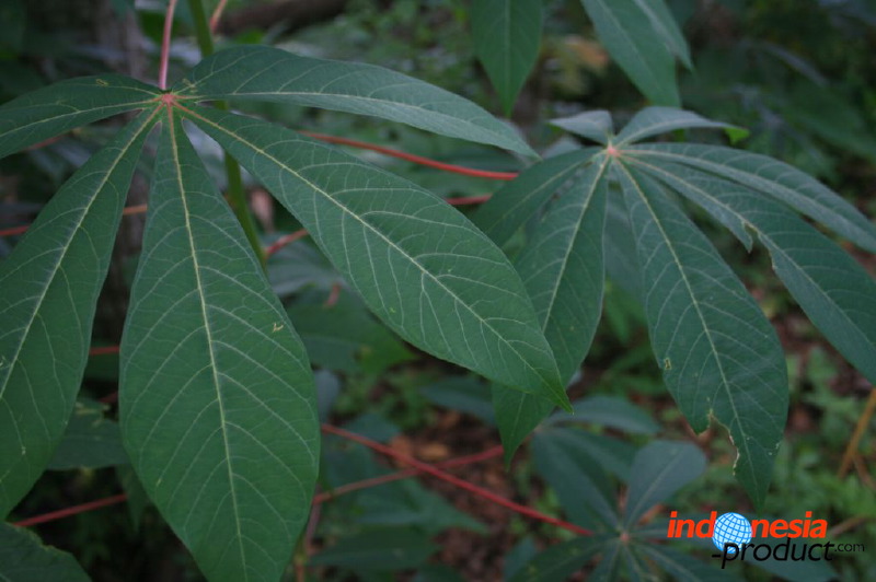 jampit-coffee-plant_1f83e41.jpg