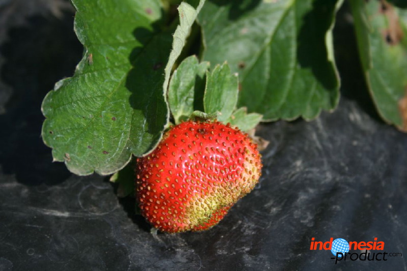 jampit-coffee-plant_1f83e43.jpg