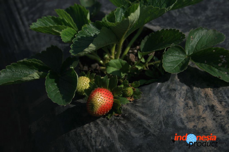 jampit-coffee-plant_1f83e48.jpg
