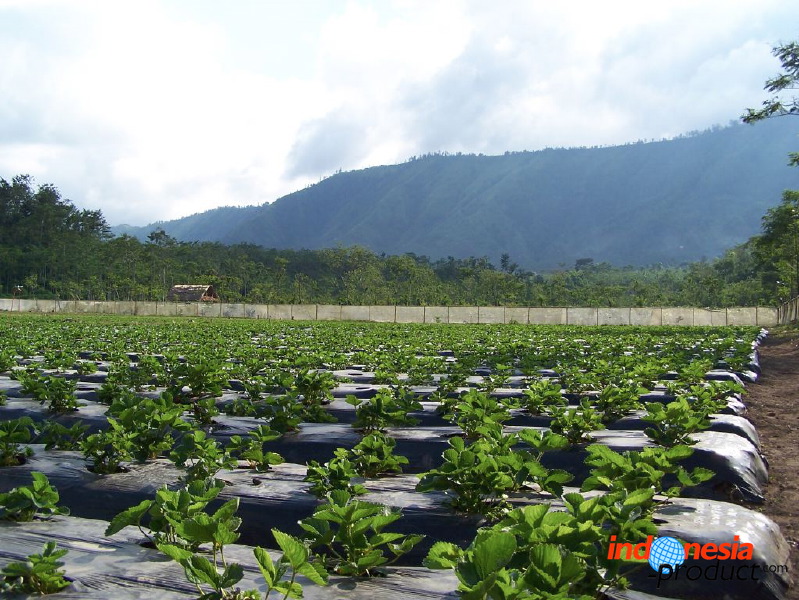 jampit-coffee-plant_1f83e4b.jpg