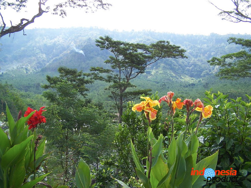 jampit-coffee-plant_1f83e5e.jpg
