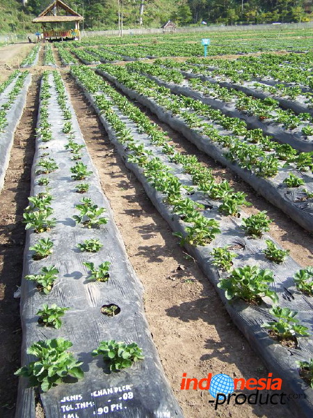 jampit-coffee-plant_1f83e62.jpg