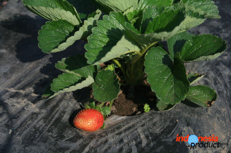 jampit-coffee-plant_1f83e6f.jpg