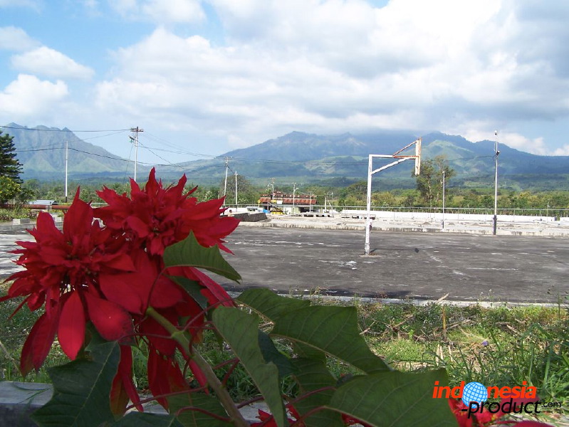 jampit-coffee-plant_1f83e70.jpg