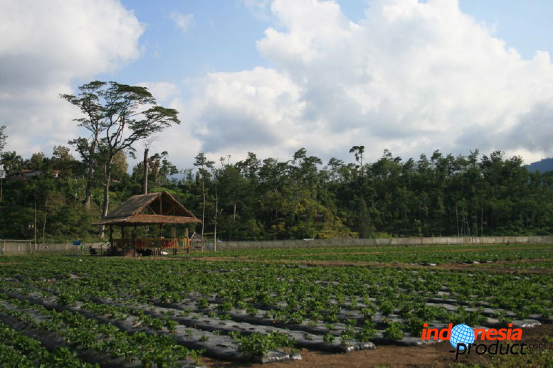 jampit-coffee-plantation-04.jpg