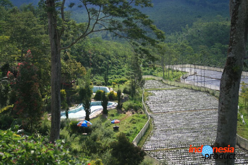 jampit-coffee-plantation-09.jpg
