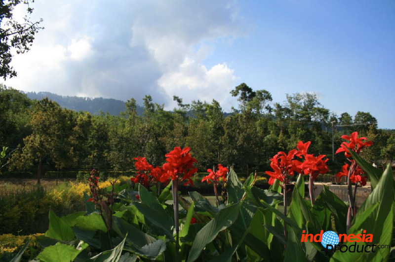 jampit-coffee-plantation-11.jpg