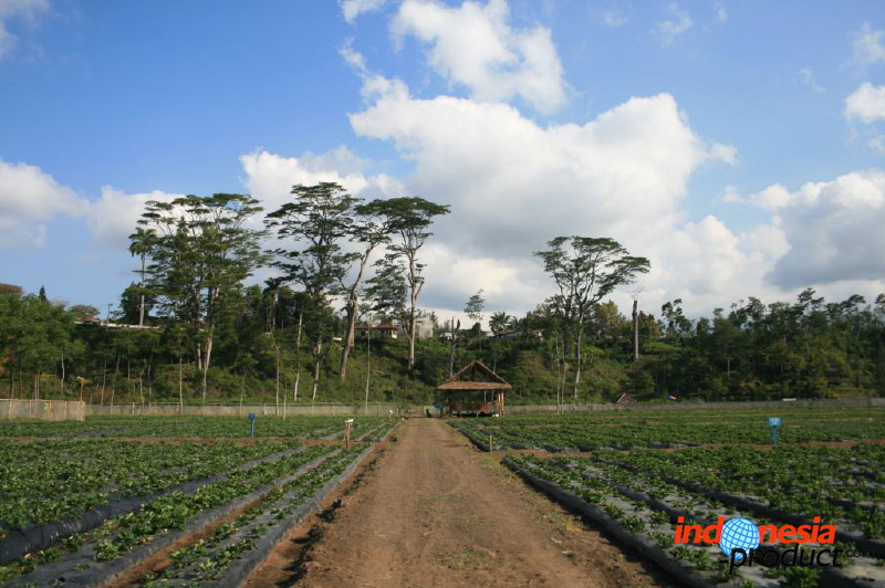 jampit-coffee-plantation-16.jpg