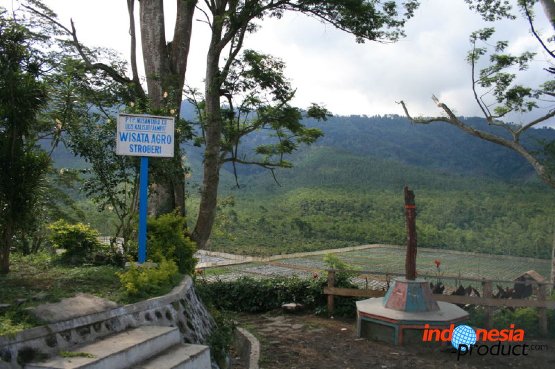 jampit-coffee-plantation-18.jpg