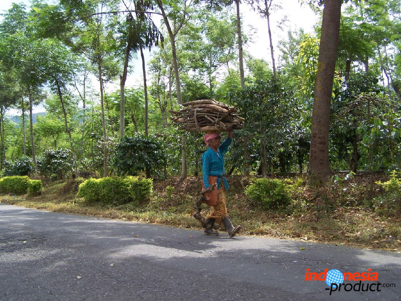 jampit-coffee-plantation-19.jpg