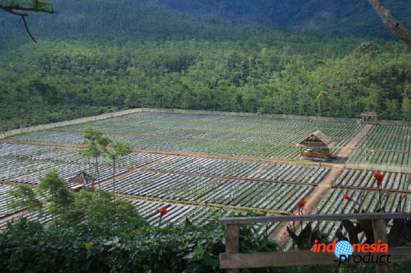 jampit-coffee-plantation-21.jpg
