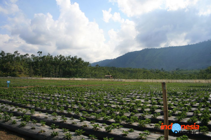 jampit-coffee-plantation-24.jpg