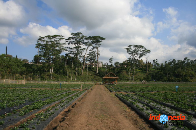 jampit-coffee-plantation-25.jpg