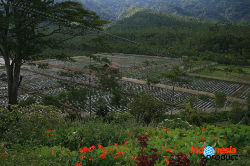 jampit-coffee-plantation-26.jpg