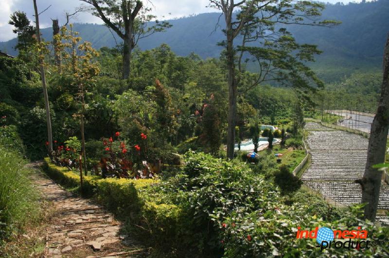 jampit-coffee-plantation-27.jpg