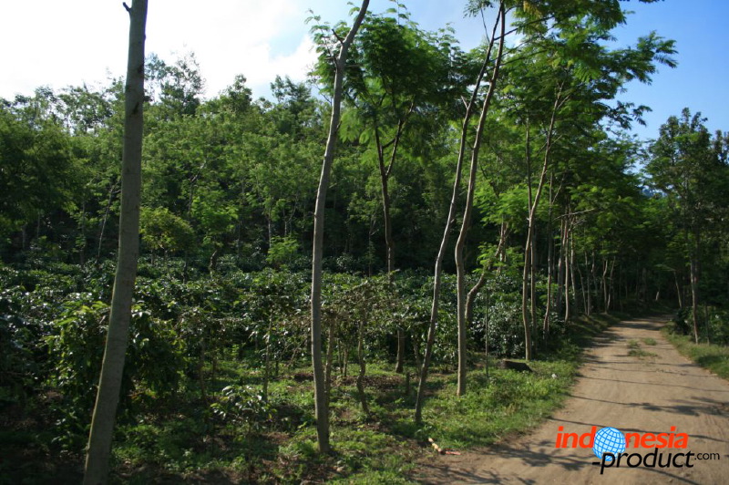 jampit-coffee-plantation-30.jpg