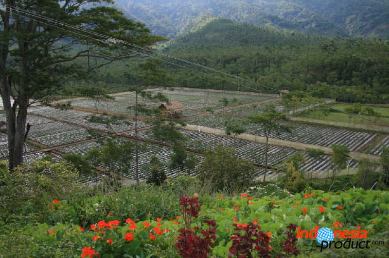 jampit-coffee-plantation-31.jpg