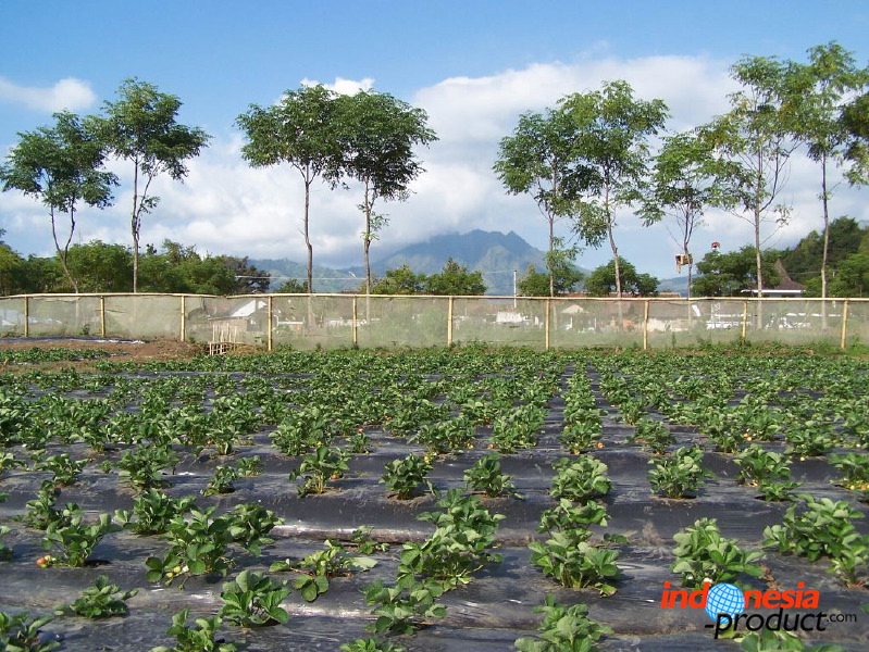 jampit-coffee-plantation-32.jpg