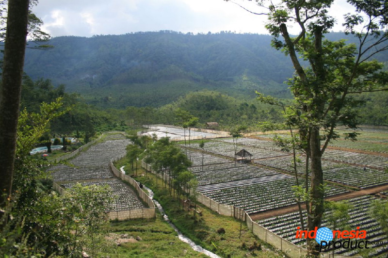 jampit-coffee-plantation-35.jpg
