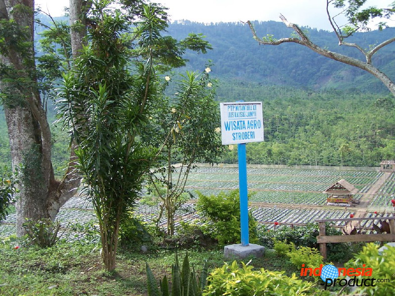 jampit-coffee-plantation-40.jpg
