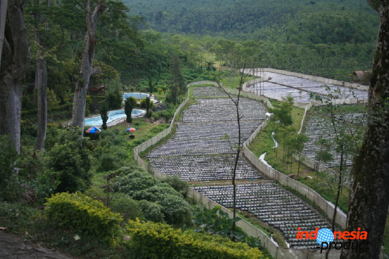 jampit-coffee-plantation-43.jpg